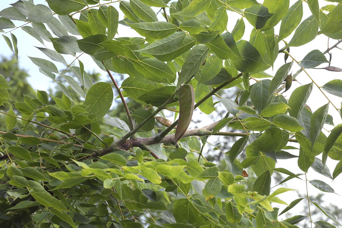 leaves with young pod Kentucky coffee