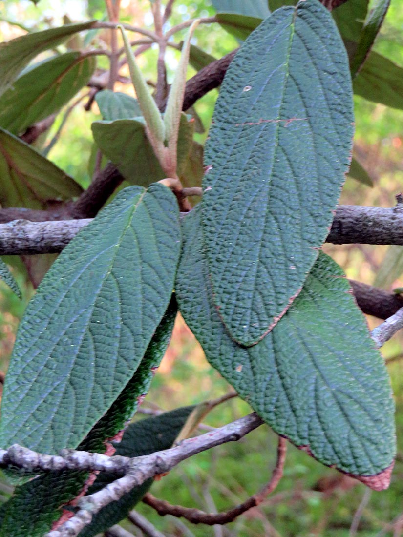 Leatherleaf viburnum leaves