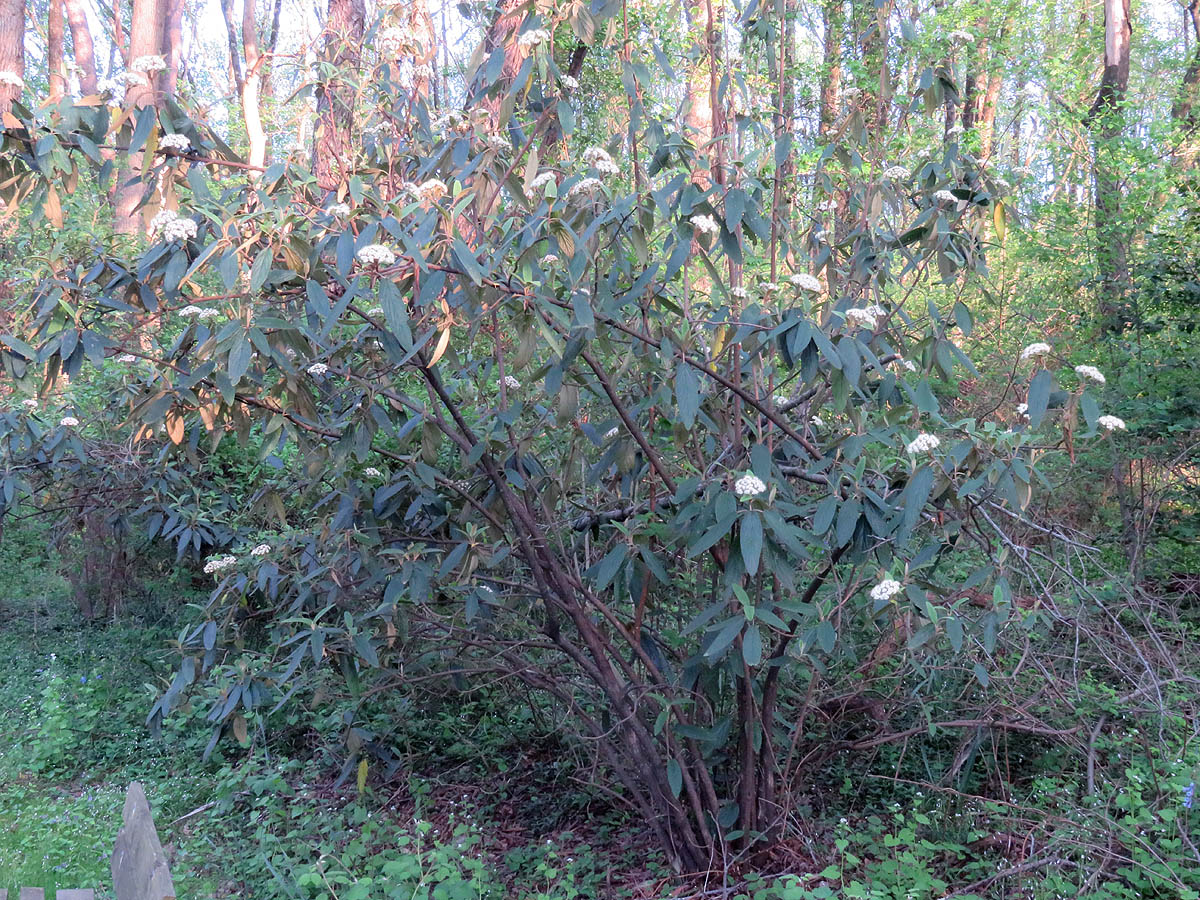 Leatherleaf viburnum shrub