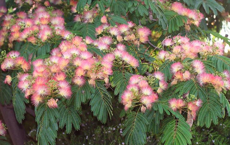 Mimosa flowers on tree