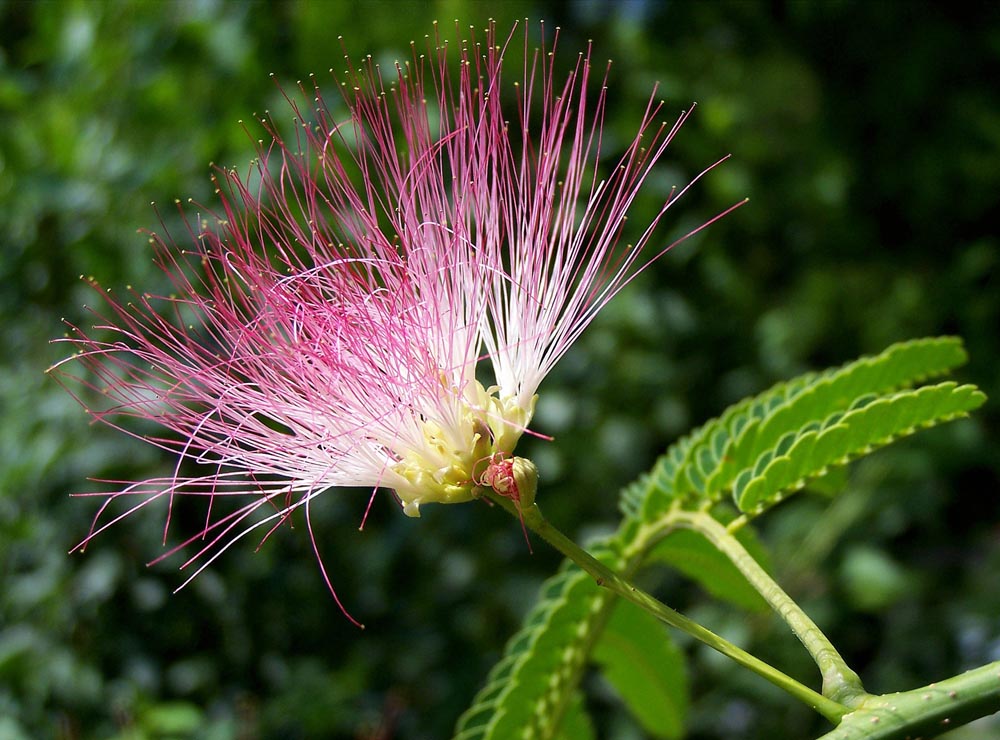 single Silk Tree flower