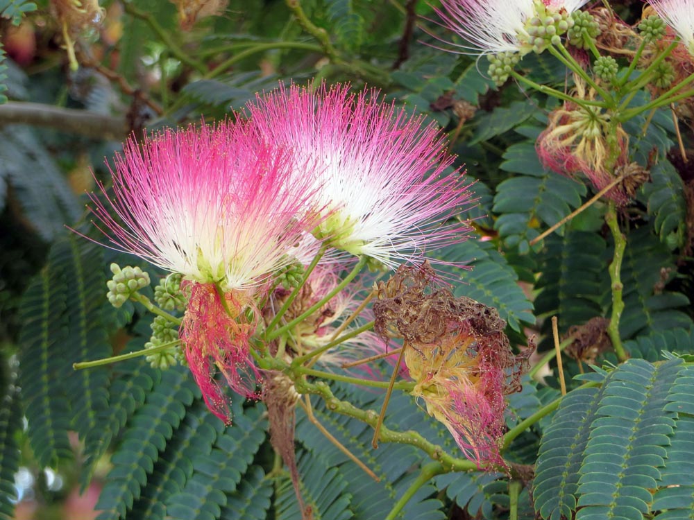 Mimosa Tree Albizia julibrissin