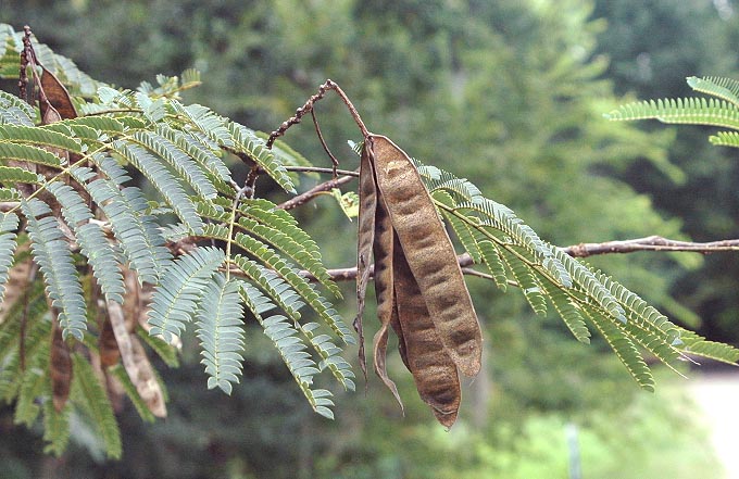 Mimosa tree seed pod