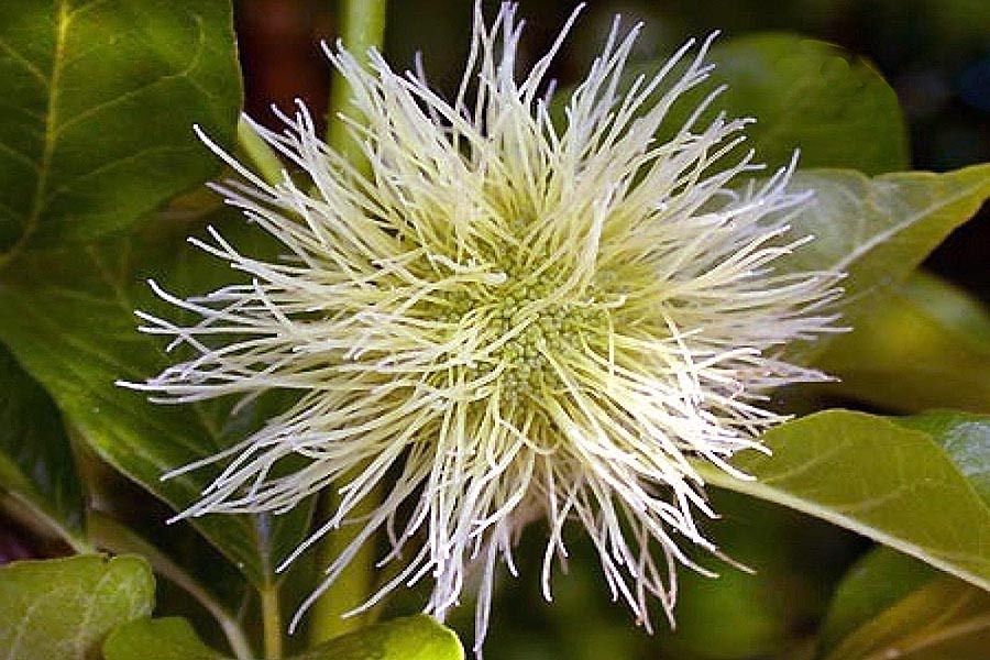 Maclura_pomifera flower