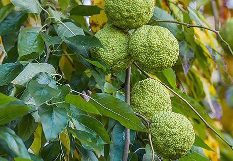 Osage Orange Maclura pomifera