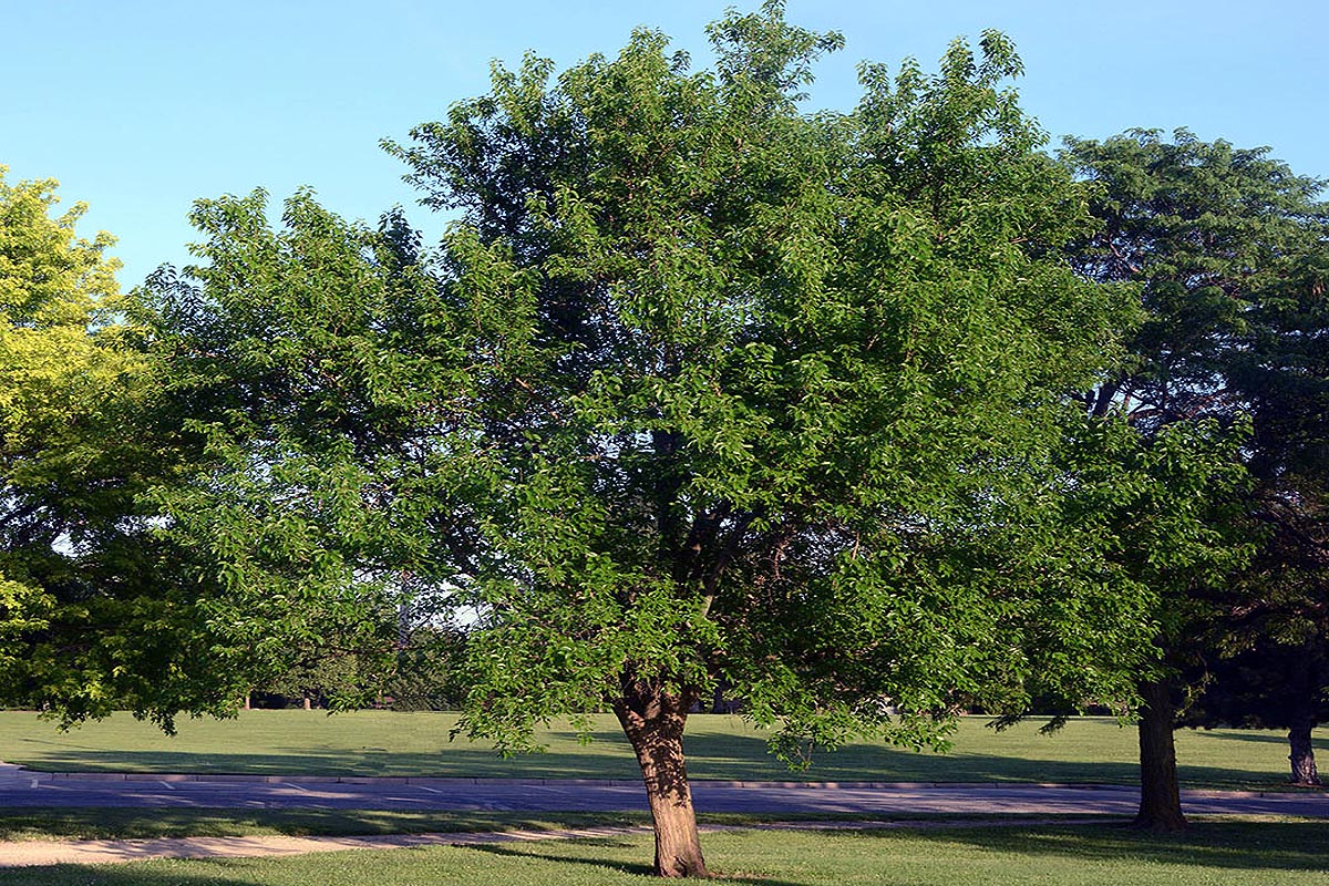 Maclura_pomifera tree