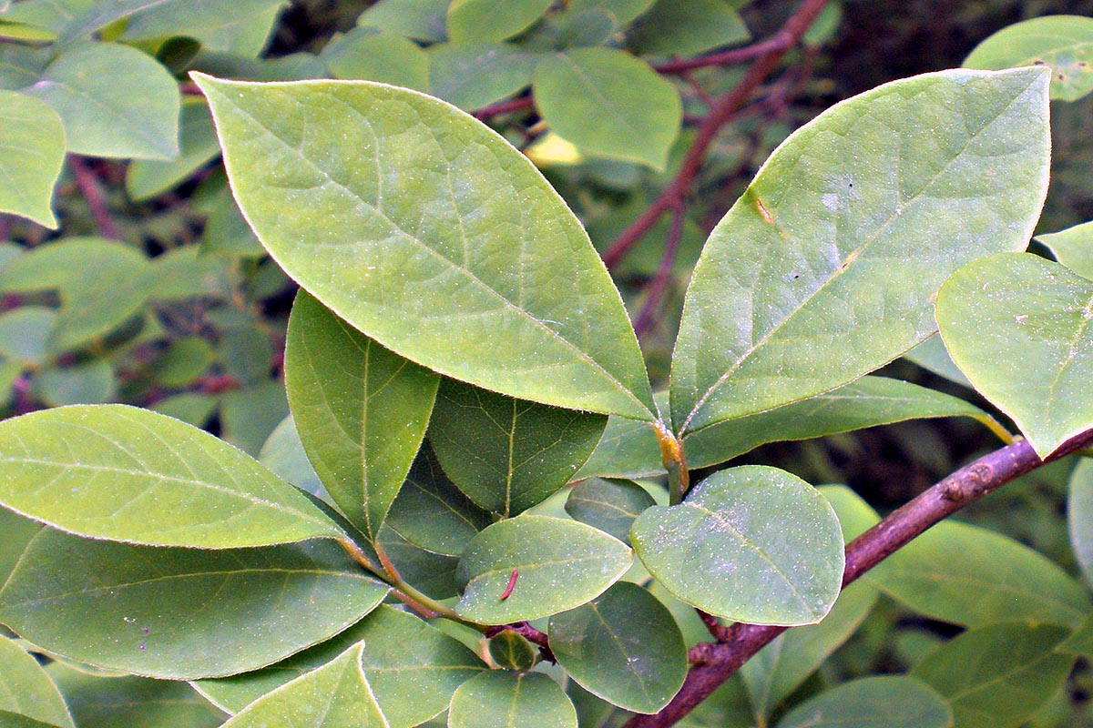 Spice bush leaves