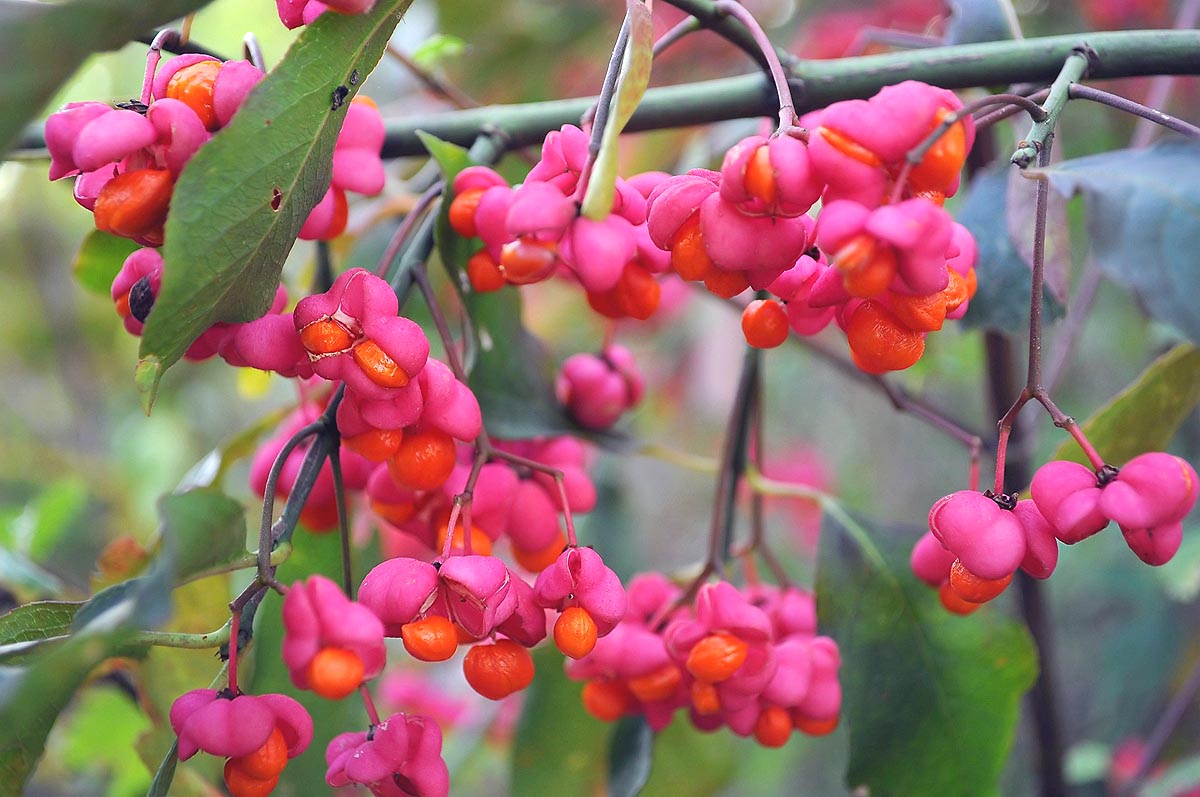 European spindle tree Euonymous europaeus