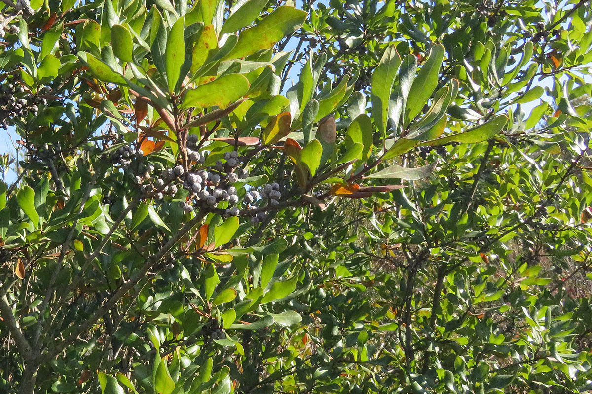 Northern bayberry branch with berries