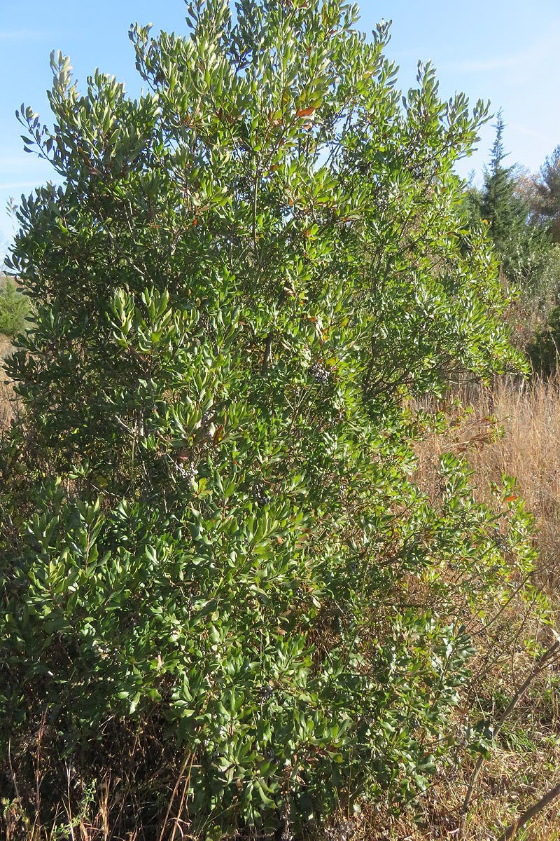 Northern bayberry young tree