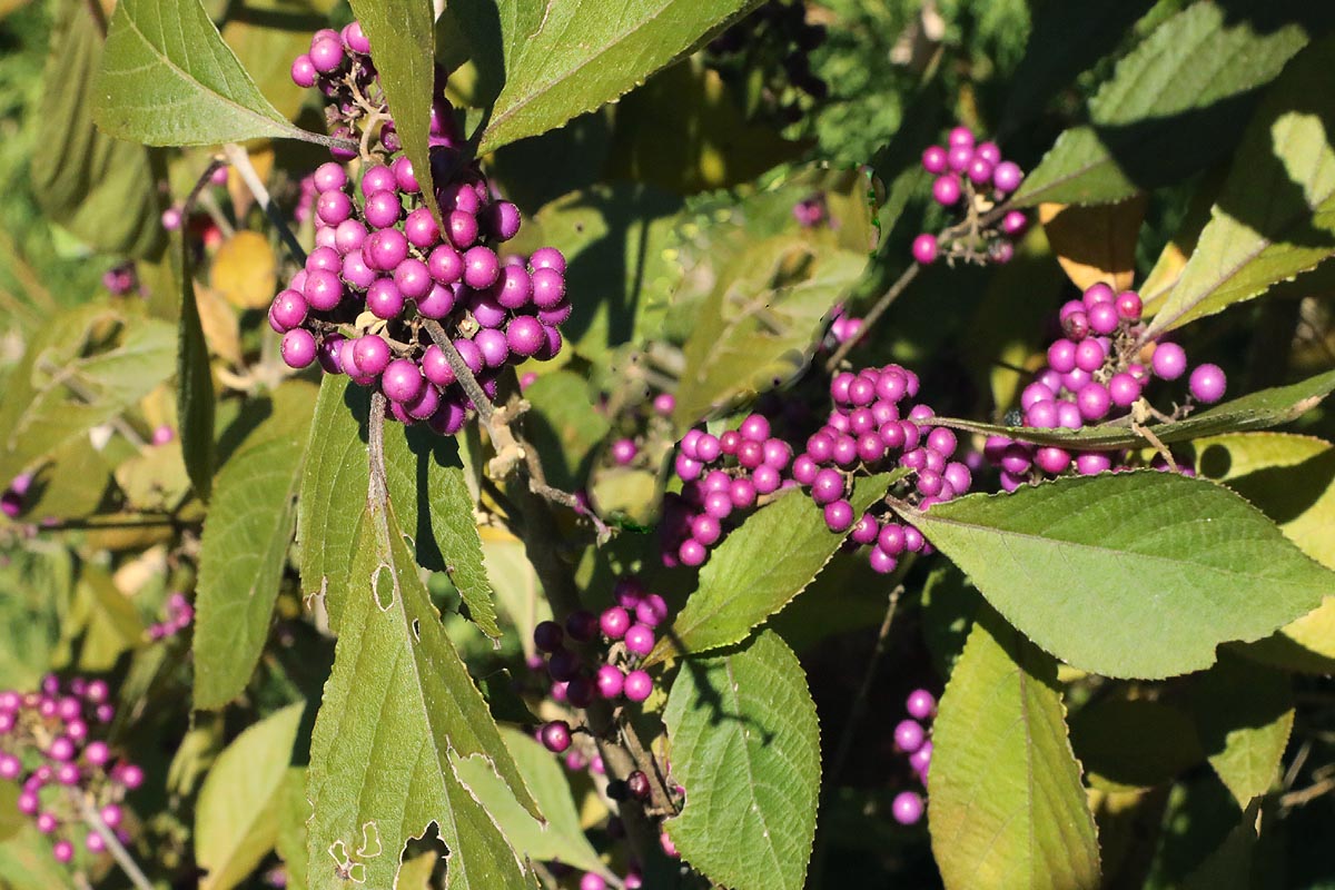 Beautyberry Callicarpa americana