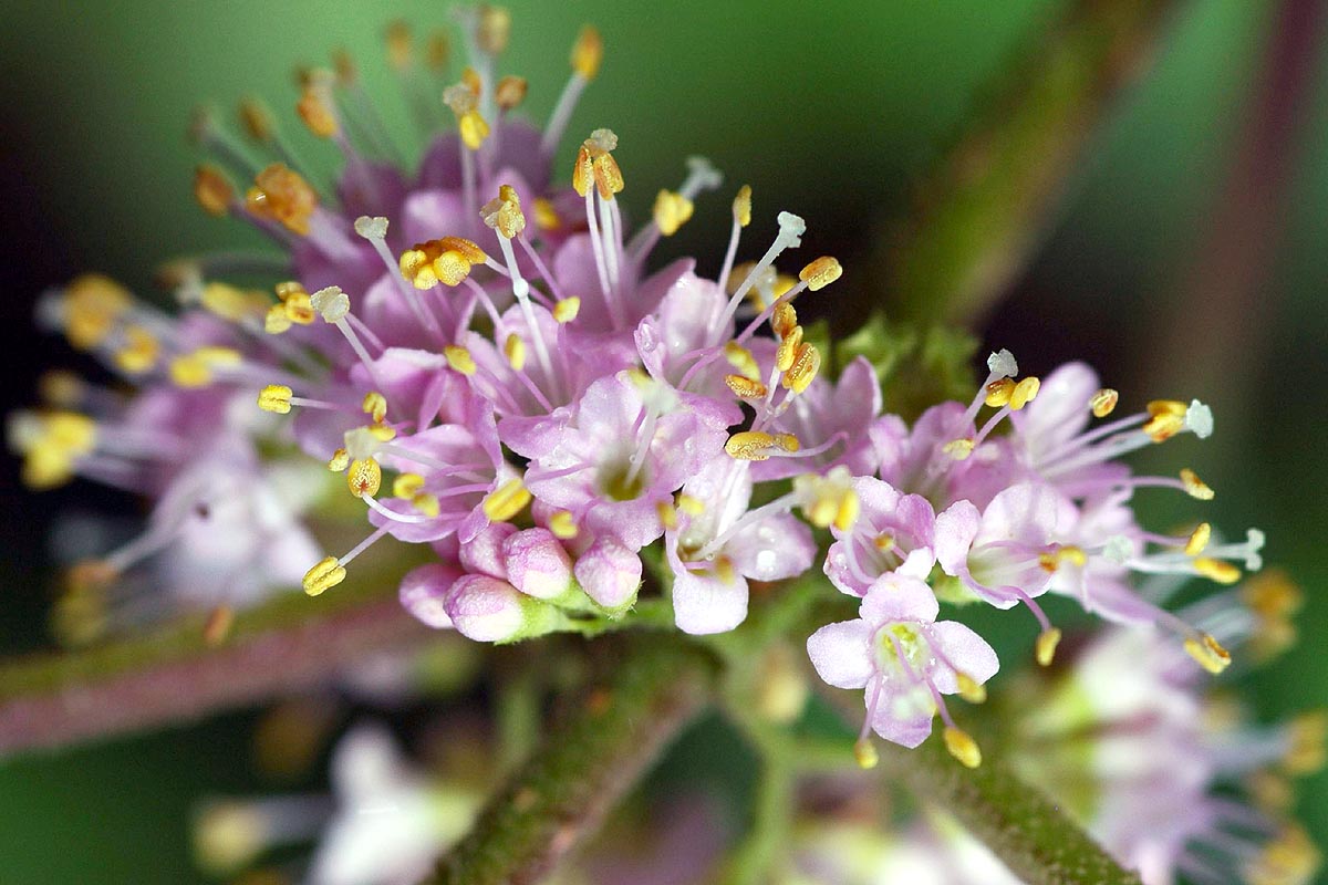Beautyberry flowers close