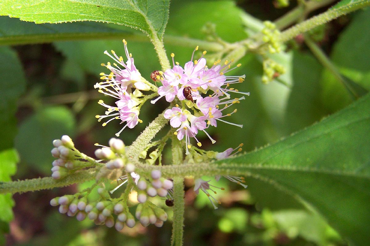 Beautyberry flower sprig