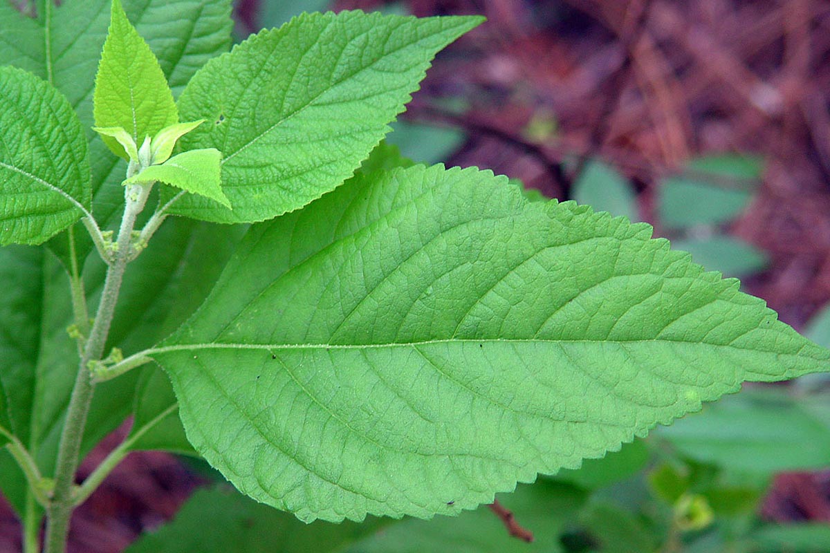 Beautyberry leaf