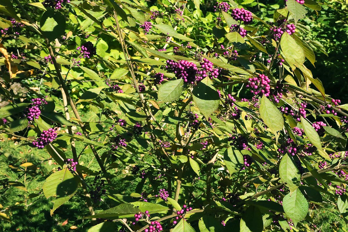 section of beautyberry shrub
