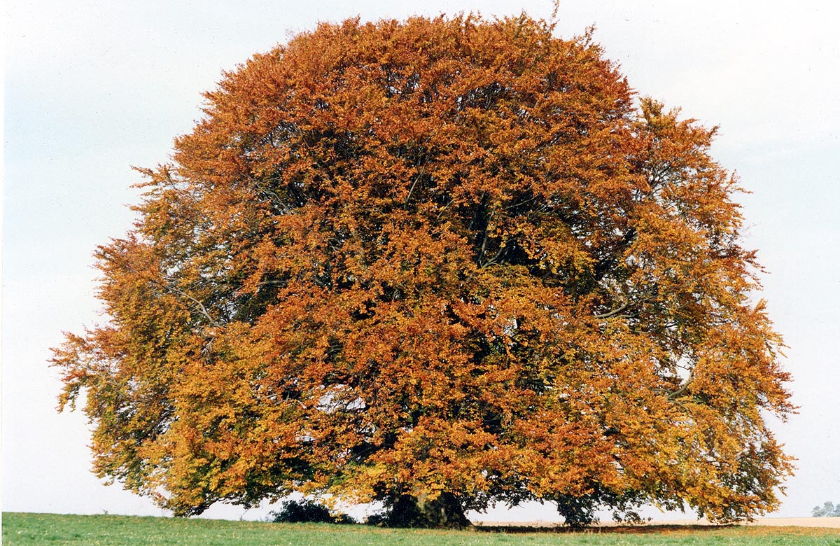 American Beech Fagus grandifolia