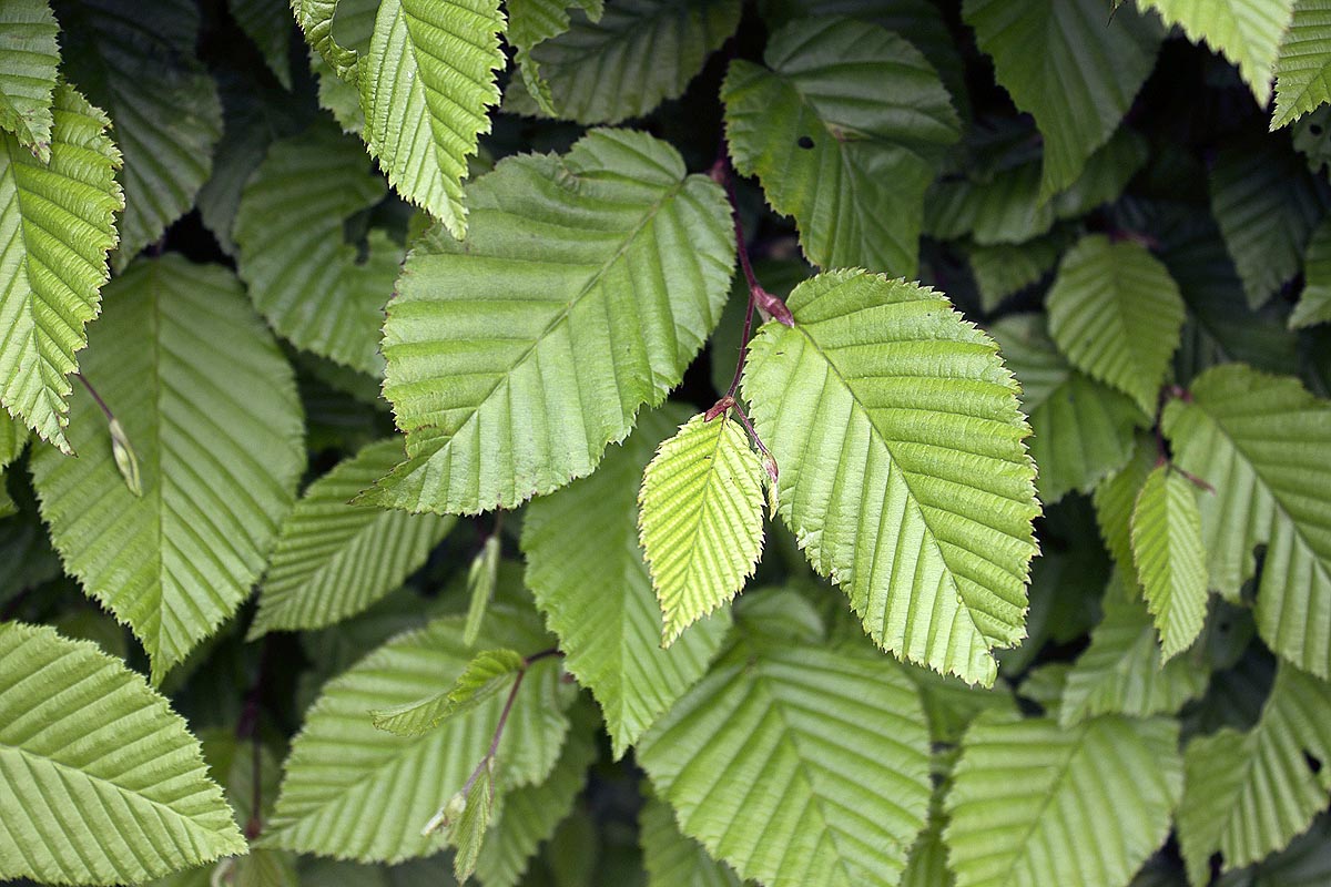 Beech tree leaves