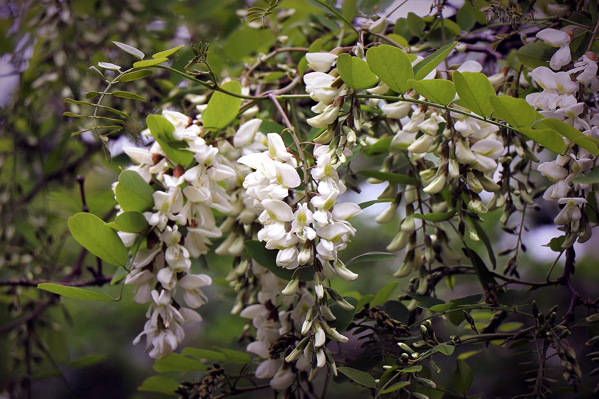 Black Locust flowers