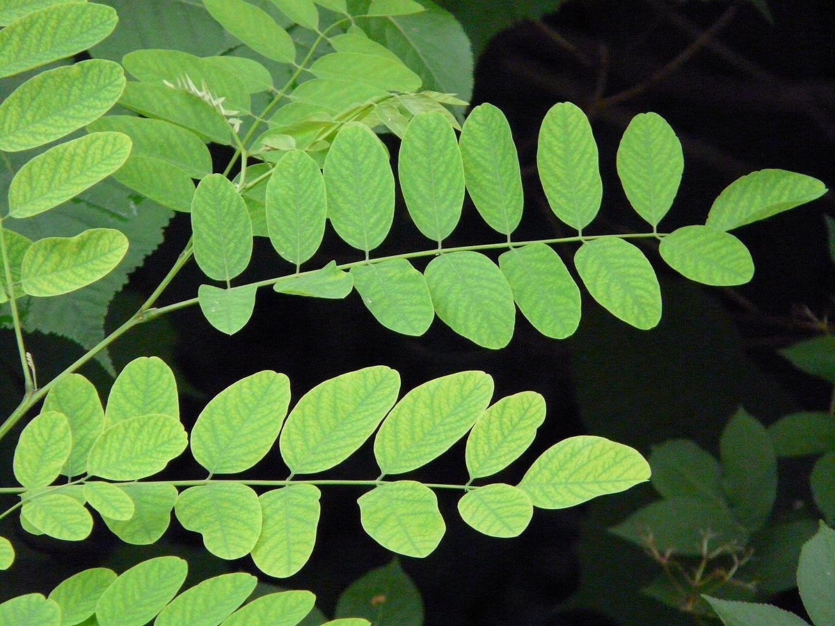 Black Locust leaf