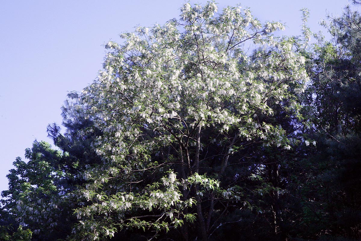 Black Locust tree  flowering