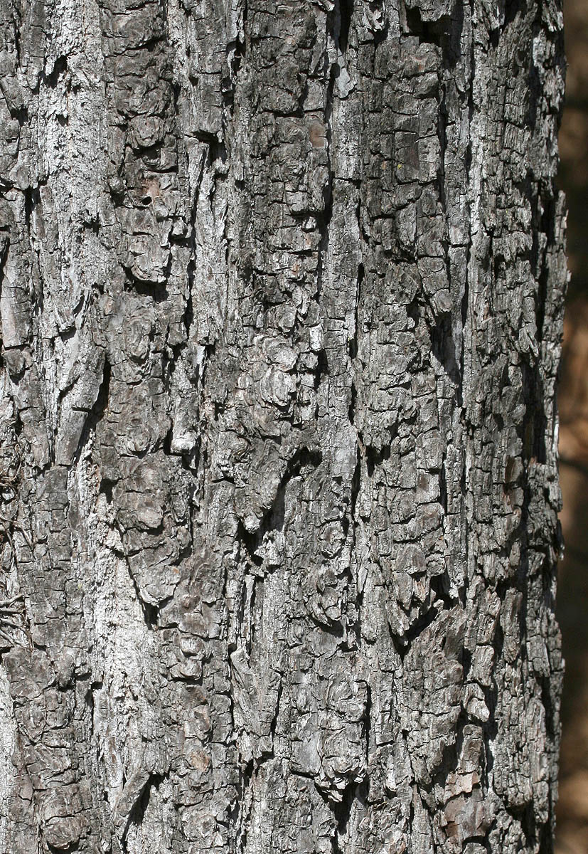 Black Walnut bark