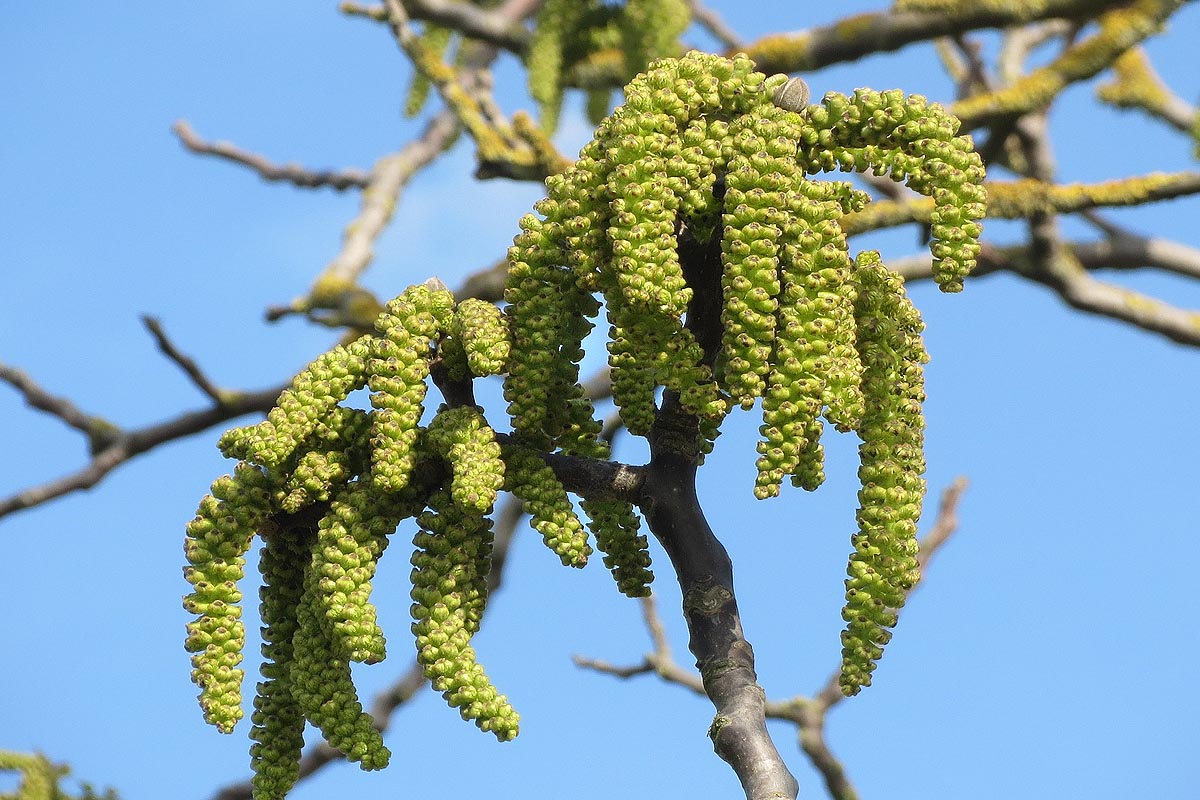 Black Walnut catkins or flowers
