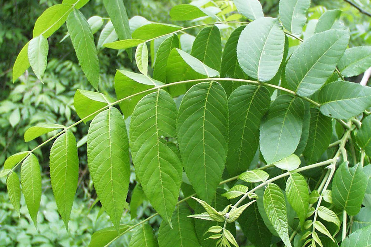 Black Walnut leaf