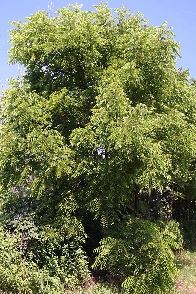 Young Black walnut tree