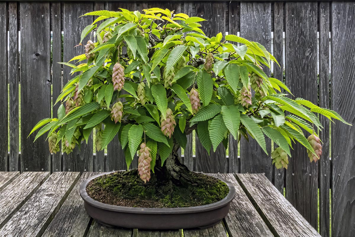 Japanese Hornbeam bonsai