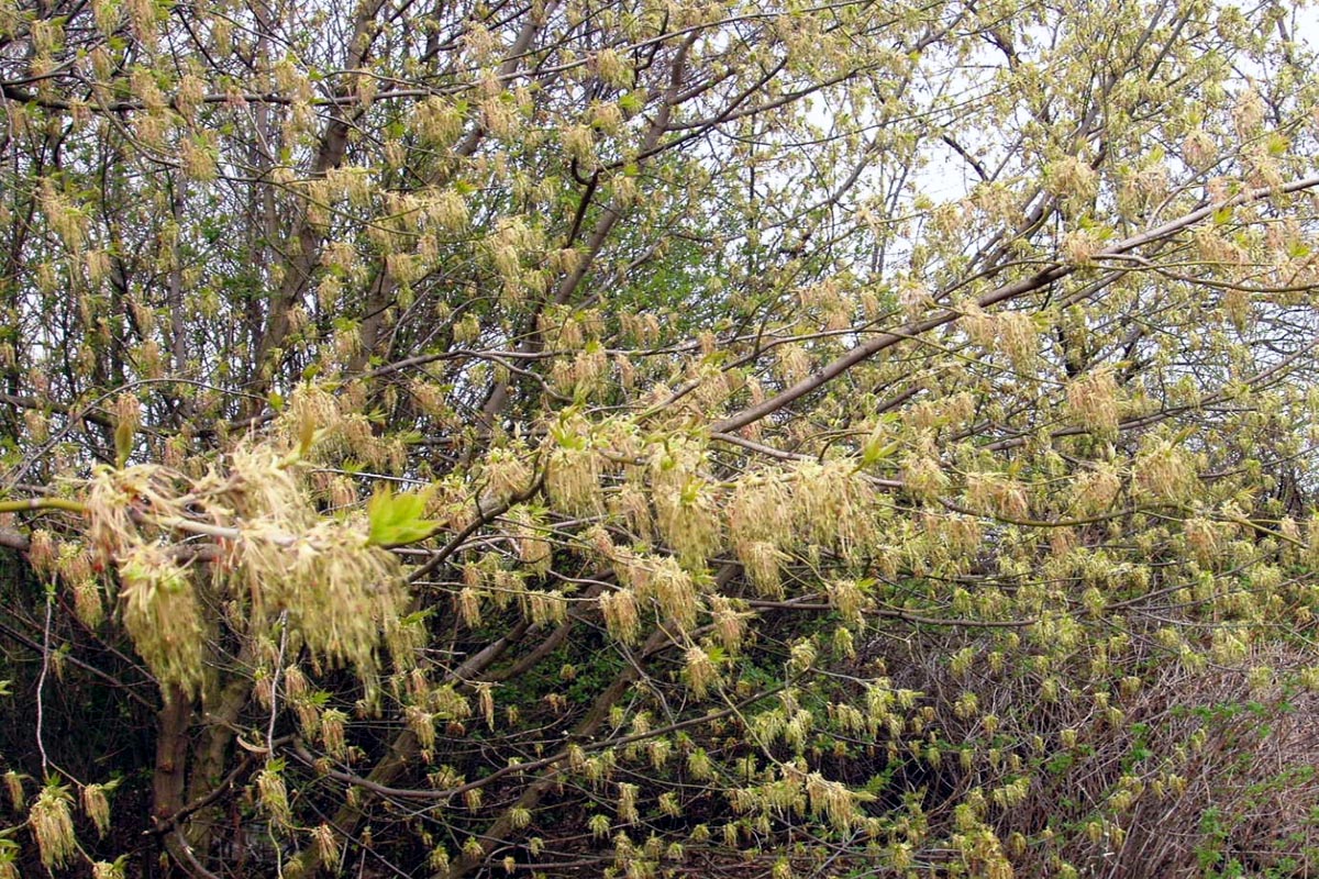 Box elder mass of catkins on tree