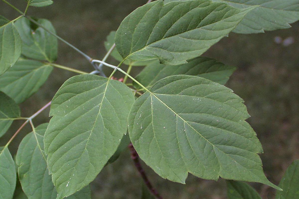 Box elder leaf