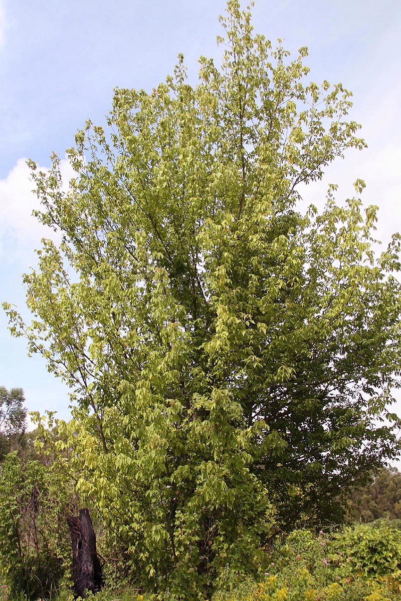 box elder tree in summer