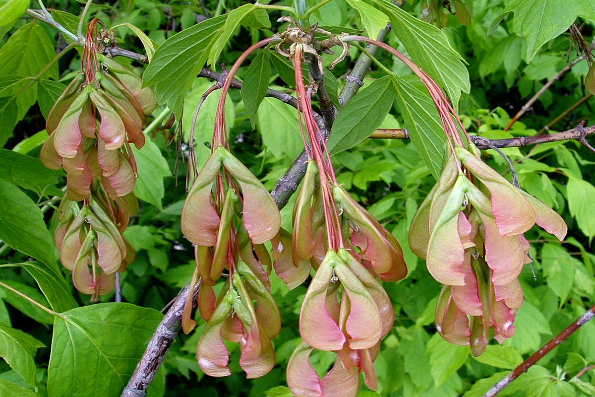 young box elder seeds red and green