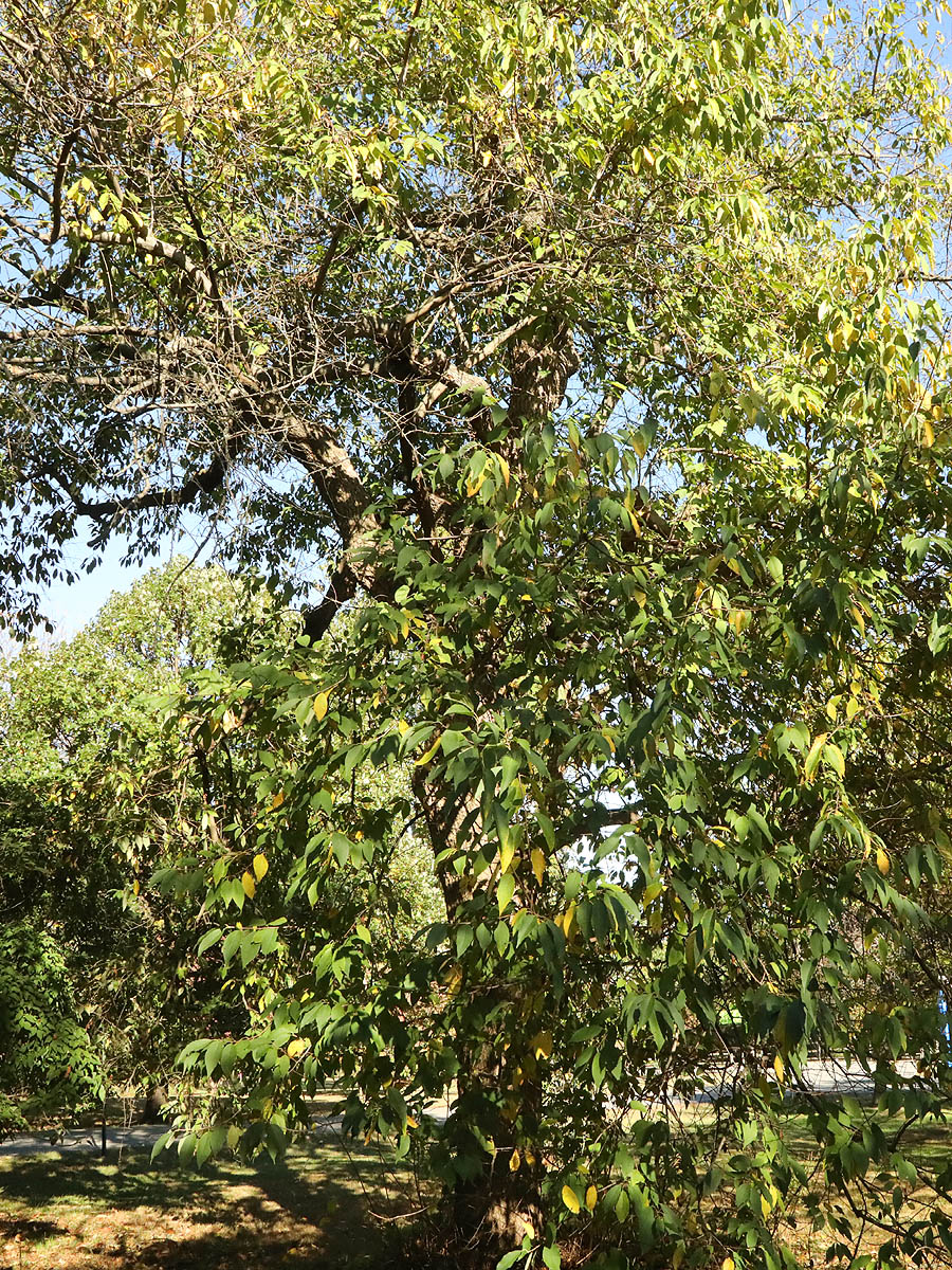Carolina Silverbell tree large