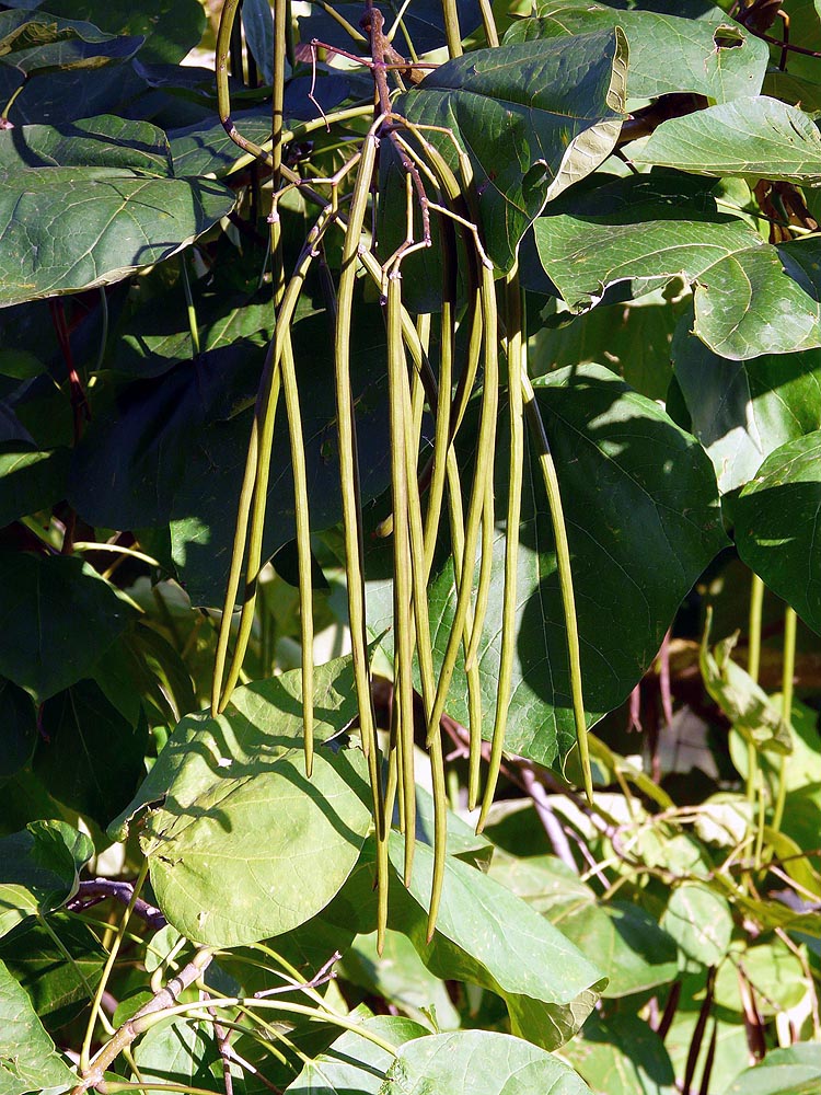 Northern Catalpa seed pods green