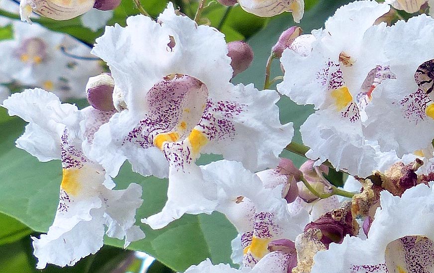 Northern Catalpa (Catalpa speciosa) organically grown flower seeds. Floral Encounters.