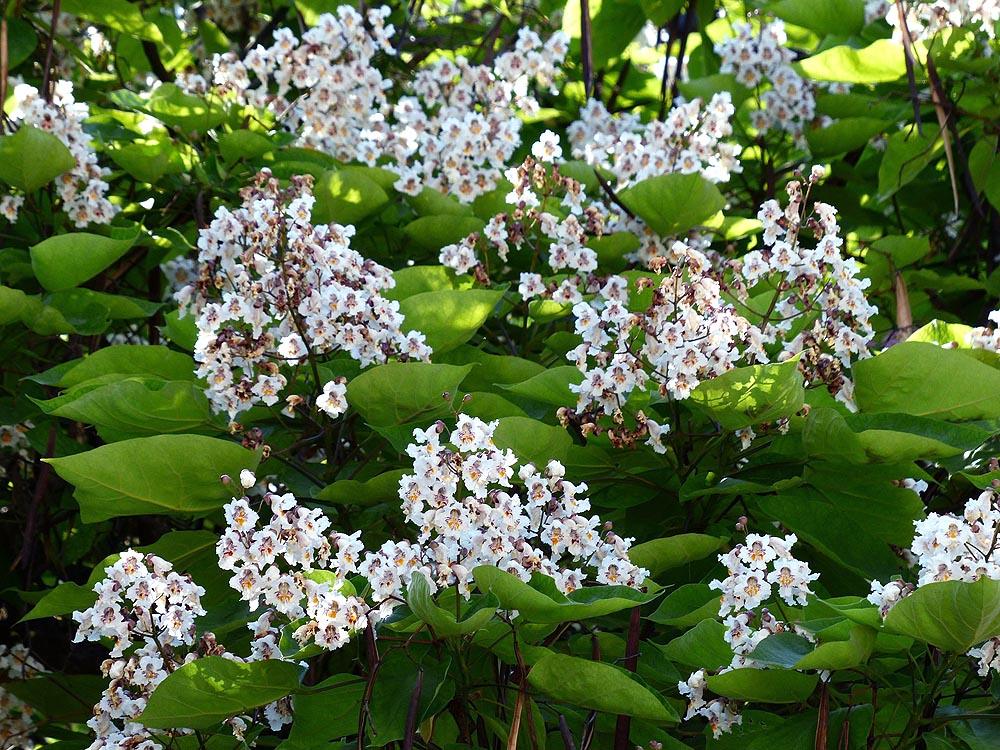 Northern Catalpa flowers on tree