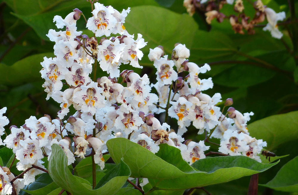 Catalpa flower panicle