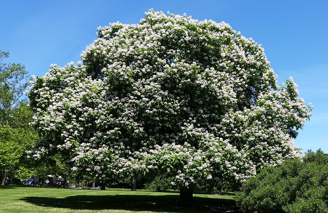 Northern Catalpa tree in full bloom
