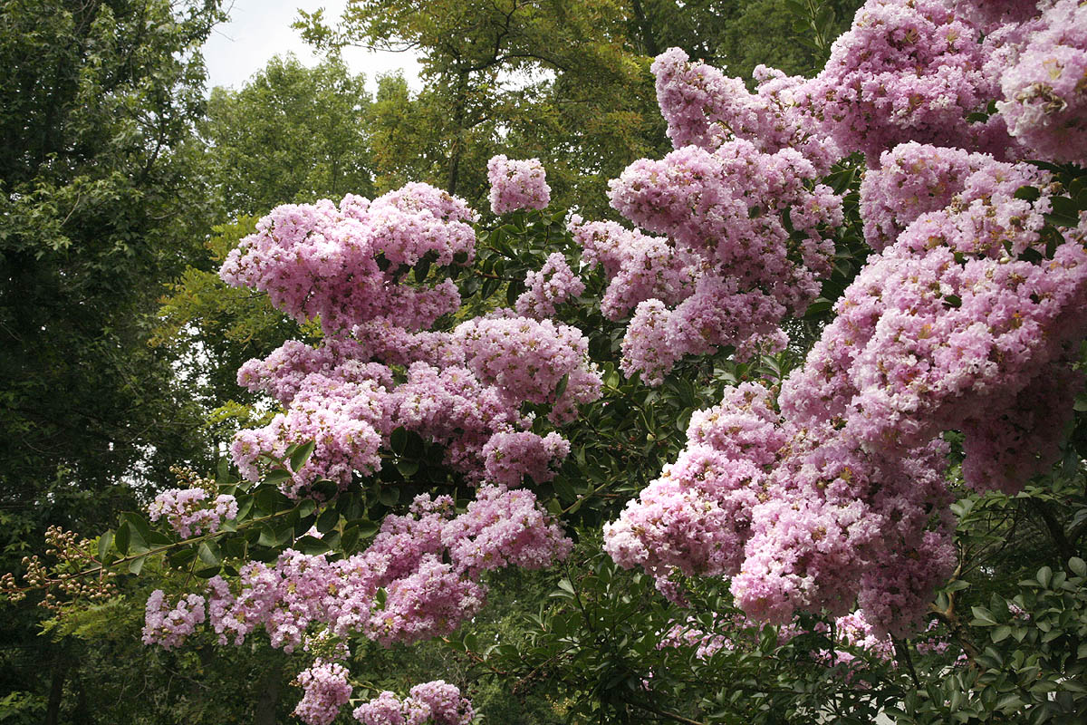 Crape Myrtle massive blooms on tree