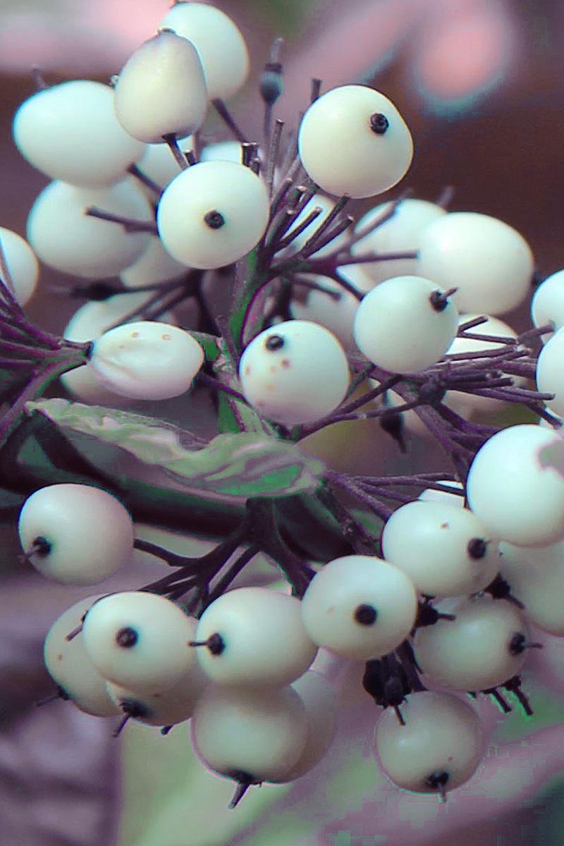 Gray Dogwood berries L