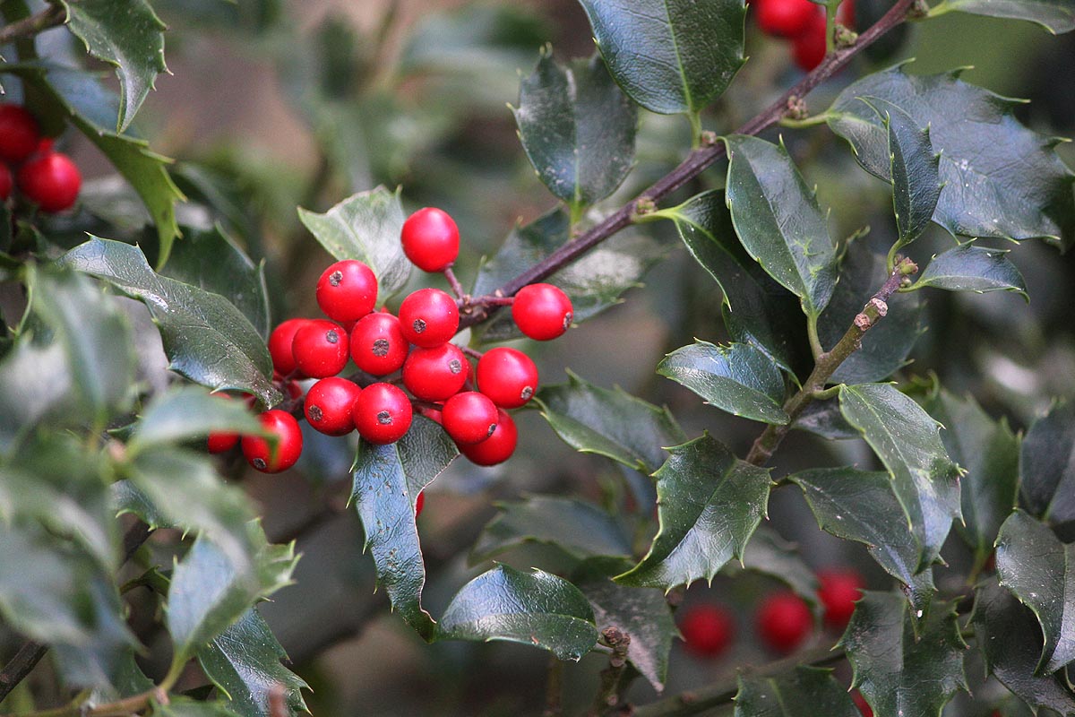 English Holly branch with berries