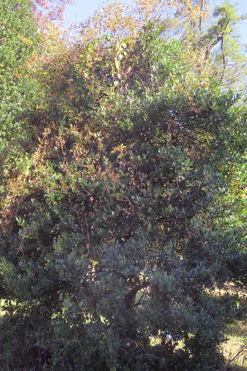 English Holly tree