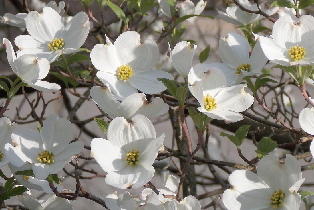 Flowering Dogwood branch