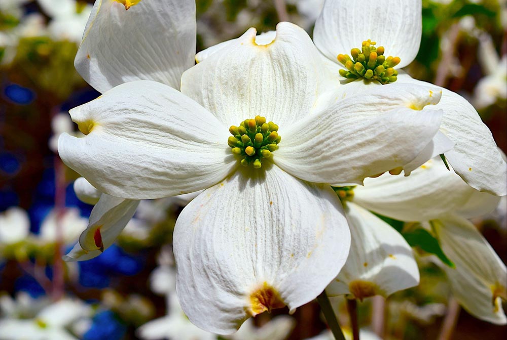Flowering Dogwood Flowers close