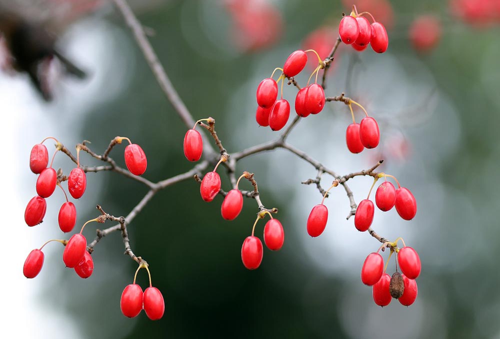 Flowering Dogwood fruits