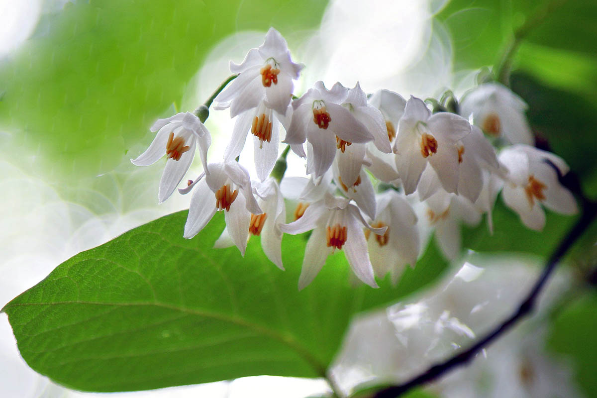 Fragrant Snowbell flowers close