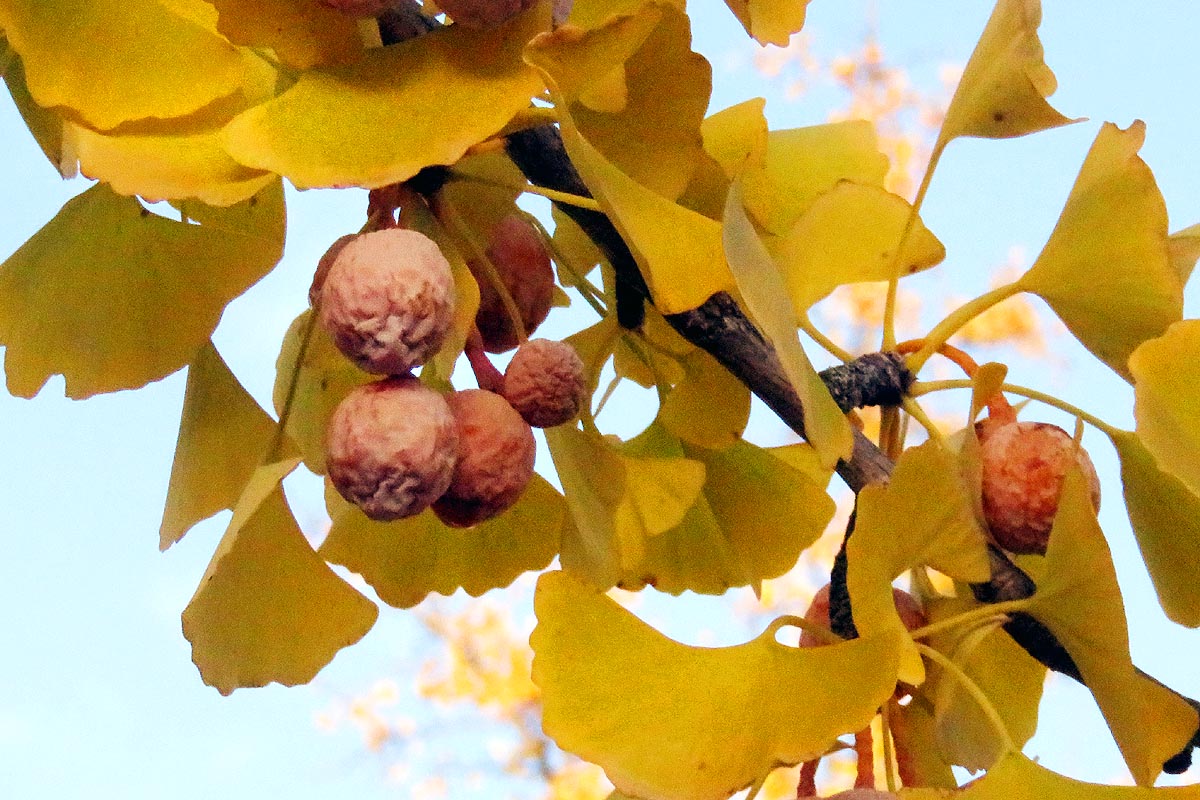 Ginkgo Ginkgo biloba