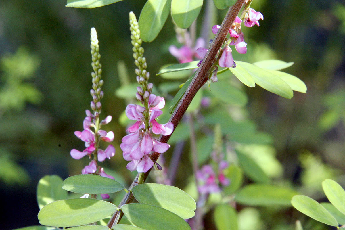Himalayan indigo flowers close