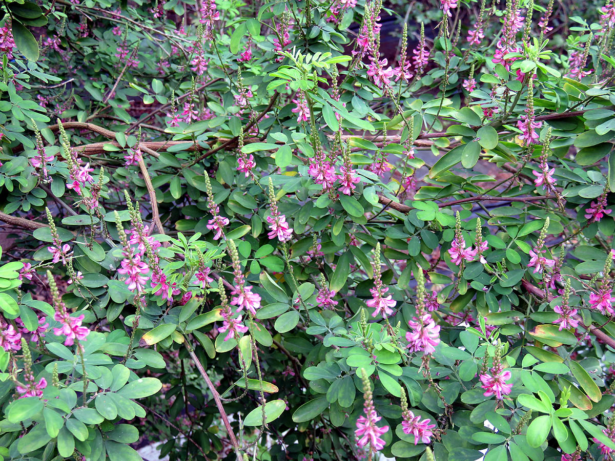 Indigofera heterantha mass flowering